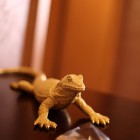 Apartament z nutką baroku Katowice