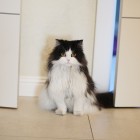 W szlachetnym połysku